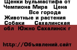 Щенки Бульмастифа от Чемпиона Мира › Цена ­ 1 000 - Все города Животные и растения » Собаки   . Сахалинская обл.,Южно-Сахалинск г.